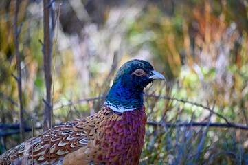 lonely pheasant walking around in forest Motala Sweden