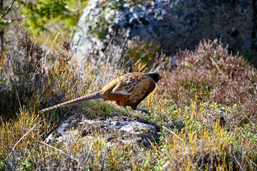 lonely pheasant walking around in forest Motala Sweden