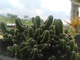 cactus in the garden