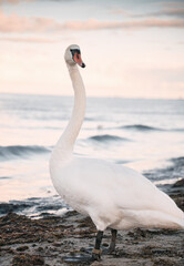 Single white swan on the seashore.