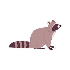 Raccoon with fluffy striped tail sitting, cartoon flat vector illustration isolated on white background.