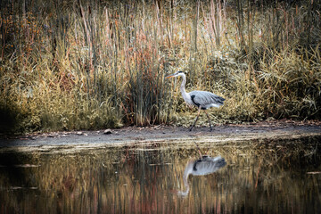 Great Blue Heron stalking prey in a marsh
