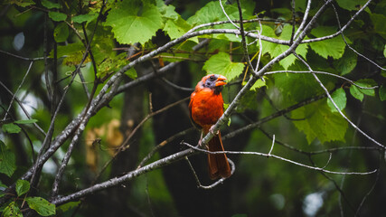 molting cardinal perched on a branch