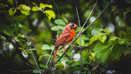 molting cardinal perched on a branch