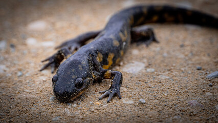 salamander on the sand