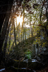 morning in the forest