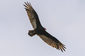 Turkey vulture in flight
