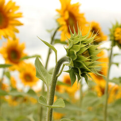 Sunflower field in the bright sun. Summer village landscape - bright yellow sunflower flowers under the rays of the staring sun.