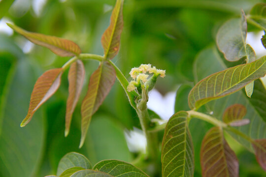 Fleurs femelles du noyer