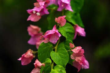 Fleurs rose de Bougainvillier avec ses gouttes d'eau de pluie
