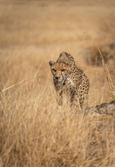 Cheetah stalking in the yellow bush, front view
