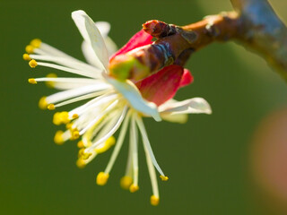 Flower, nature and spring with a plant growing closeup outdoor for green ecology or sustainability. Garden, environment and an apricot flowering or blooming in the eco friendly countryside outside