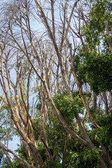 Dead tree branches with blue sky in the background,Mexico.
