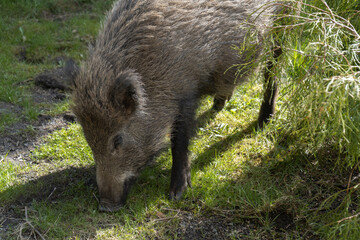 Wild boar. Sus scrofa, big wild swine or pig. © Longfin Media