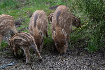 Piglets or boarlets. Young baby boars. Sus scrofa, wild swine or pig.