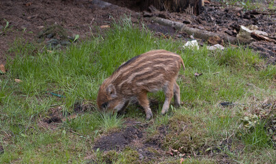 Piglet or boarlet. Young baby boar. Sus scrofa, wild swine or pig. © Longfin Media