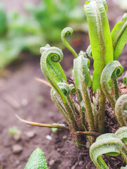 Fern Asplenium scolopendrium, known as hart's-tongue fern, Phyllitis scolopendrium.