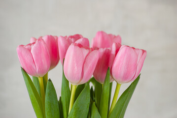 Obraz na płótnie Canvas pink tulips close-up on a gray background