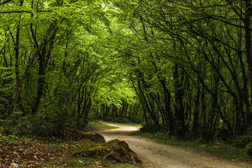 path in the forest at midday