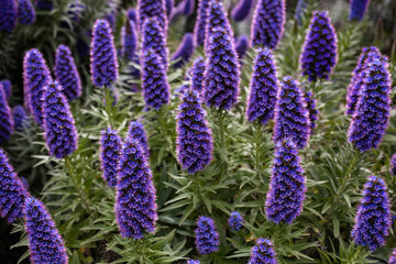 Purple flowers of Echium candicans plants