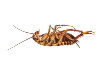 cockroaches isolated on white background with clipping path