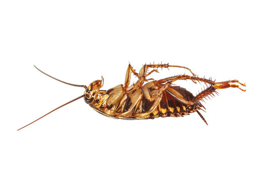 cockroaches isolated on white background with clipping path