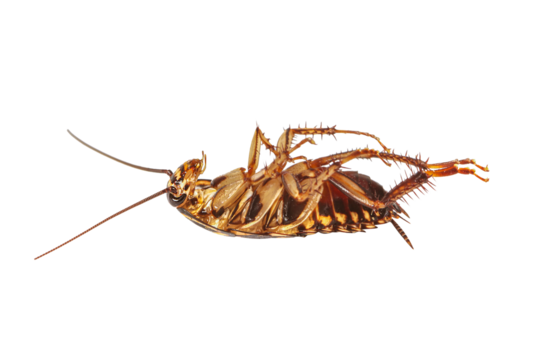 cockroaches isolated on white background with clipping path