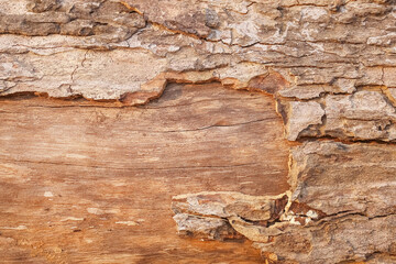 The texture of the bark tree Detailed bark texture. Natural background