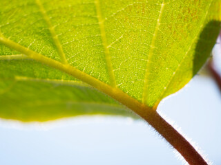 kiwi leaf