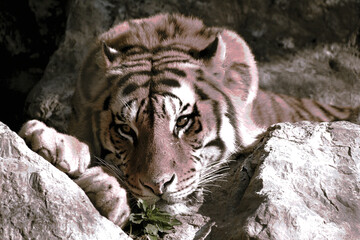 Abstract print design on plain base
