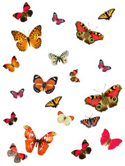 Fototapeta premium Abstract butterfly print design on plain base 