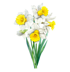 Watercolor flowers daffodils isolated. Spring bouquet. Hand drawn Narcissus.