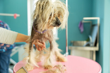 groomer brushing chinese crested dog on table in pet salon.