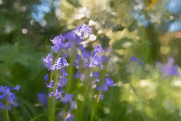 Digital painting of brightly colored sunlit purple bluebell flowers against a natural background.