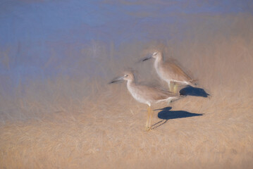 Digital painting of two Common Sandpipers wading in the sea.