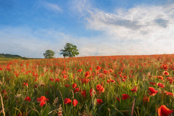 Digital painting of a red poppy field at sunset in the Peak District National park, UK