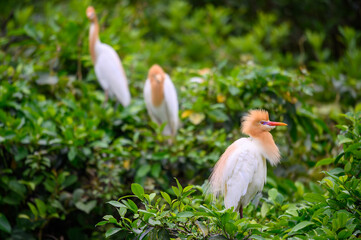 The head feathers of the cattle egret turn orange-yellow. Viewings of little egrets, cattle egrets and night herons. Pinglin, NewTaipei.