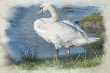 Watercolour digital painting of a Mute Swan, Cygnus olor standing at the edge of a pond.