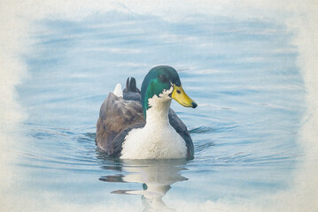 A digital watercolour painting of a farm yard duck swimming on a pond.