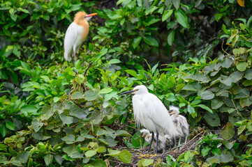 An adult young egret in the nest, feeding four egret chicks. Viewings of little egrets, cattle egrets and night herons. Pinglin, NewTaipei.