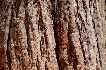 the bark of an old tree