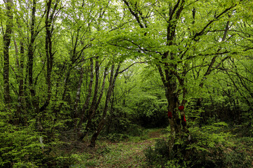 Obraz premium trees in the forest