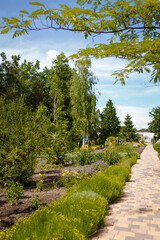 Beautiful botanical garden. Park with walkway, trees, red hot poker flower Torch lily, tritoma or kniphofia, bushes of Santolina rosmarinifolia