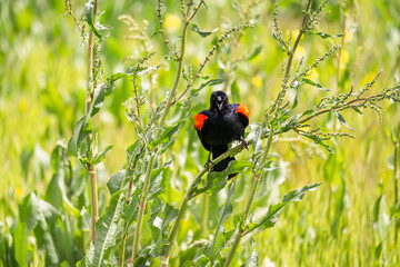 Red-winged Blackbird (Agelaius phoeniceus) sits on the grass and calls. 