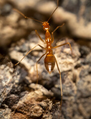 Yellow Crazy Ant