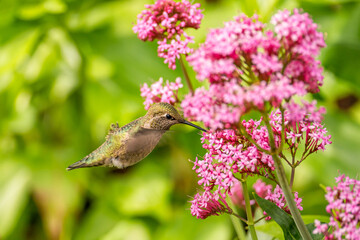 Fototapeta na wymiar Hummingbird drinks nectar from Red Valerian (Centranthus Ruber) flower. 