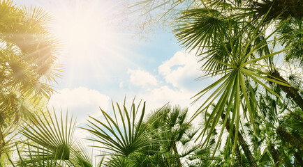 Fototapeta premium Bottom up view of palm trees in Spain.