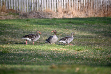 Obraz na płótnie Canvas greylag goose walking on grass Motala Sweden