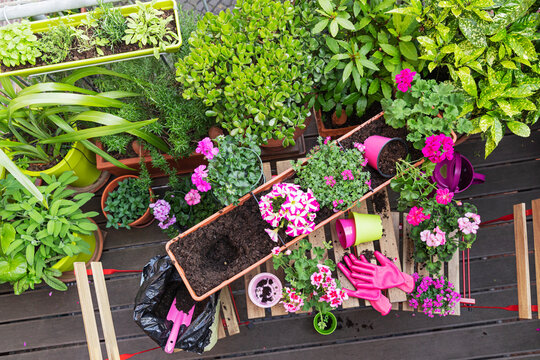 Planting of herbs and pink summer flowers in balcony garden