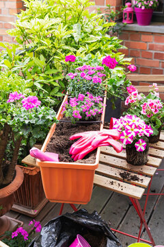 Planting of pink summer flowers in balcony garden